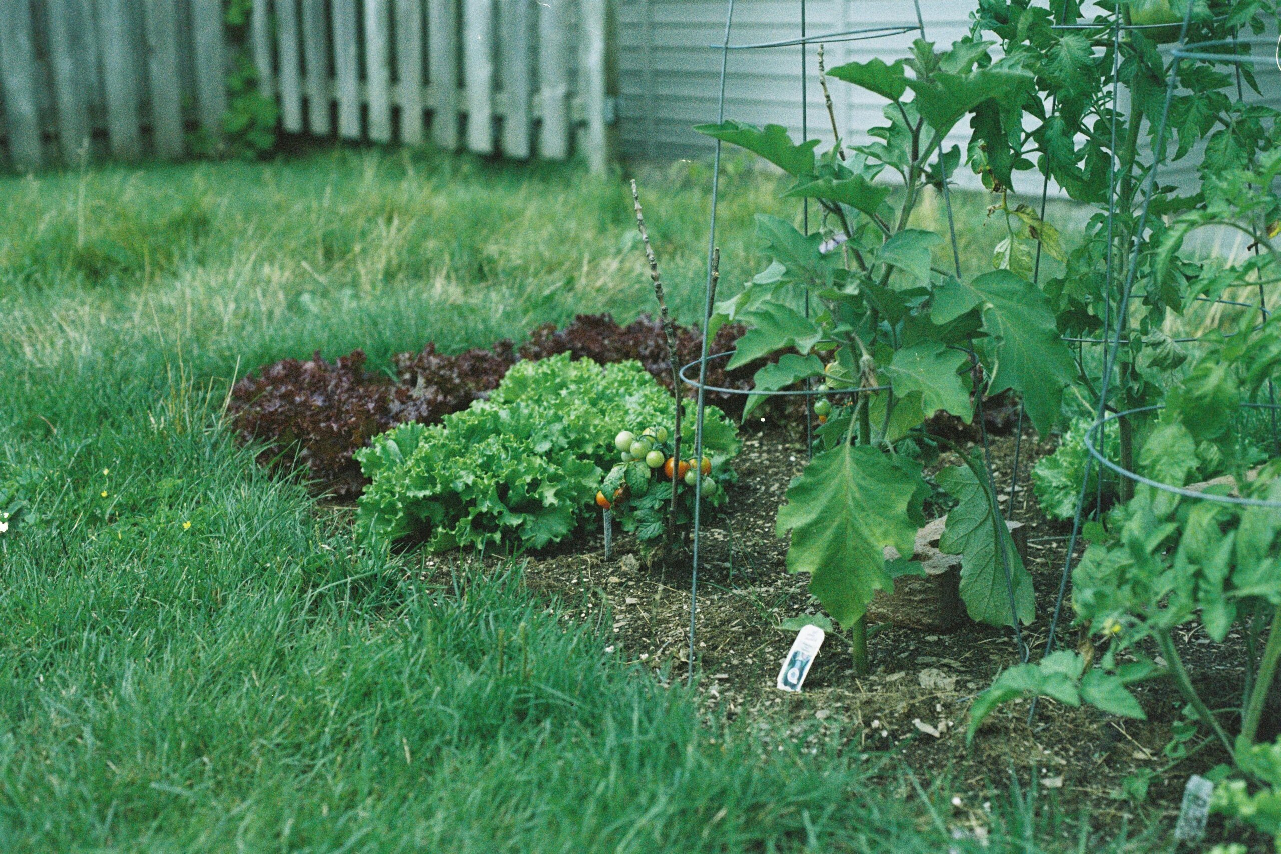Image of a backyard vegetable garden
