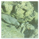 Photo of a Moray eel in the lagoon on Diego Garcia 1991