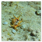Photo of some local shell fish in the lagoon on Diego Garcia 1991