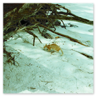 Photo of a feral cat on Diego Garcia 1991
