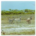 Photo of wild donkeys on Diego Garcia 1991