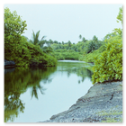 Photo of tidal inlet in the jungle of Diego Garcia 1991