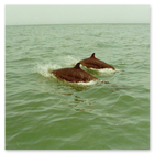 Photo of dolphins alongside the boat in the Persian Gulf 1992