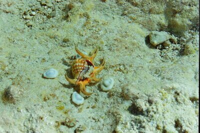 Photo of a sea shell with something living in it at Diego Garcia BIOT in 1991